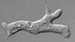 [migrating cell image]